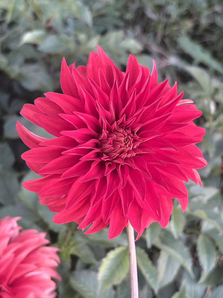 AC Rooster dahlia