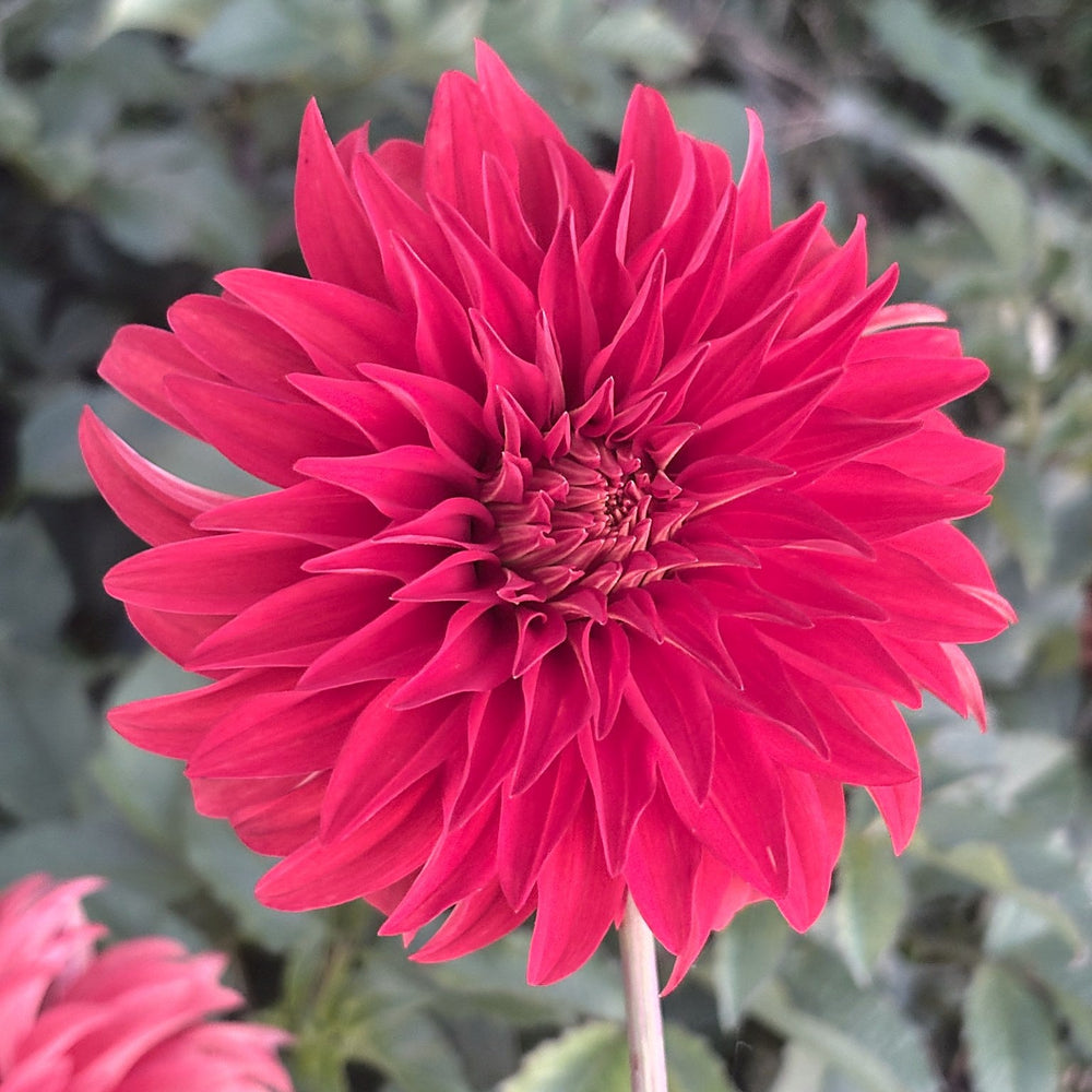 AC Rooster dahlia