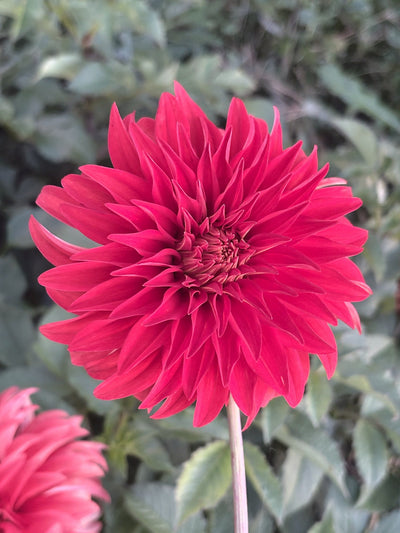 AC Rooster dahlia