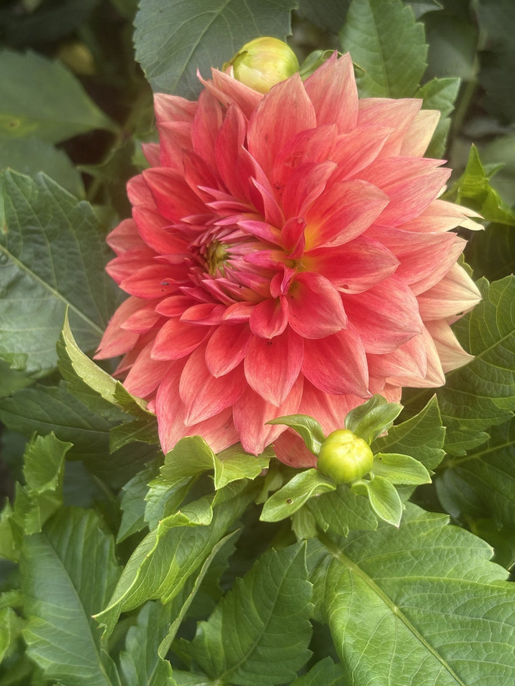 AC Skagit dahlia