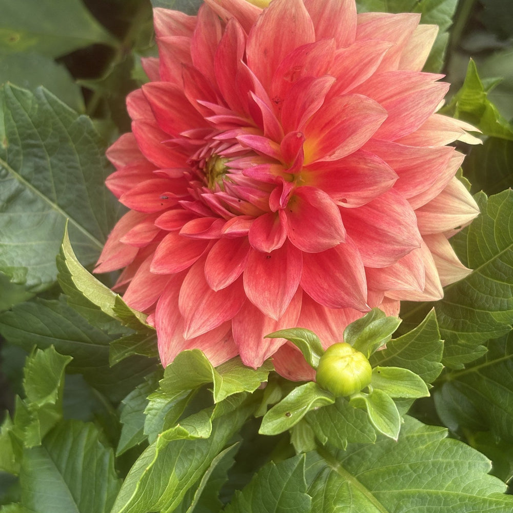 AC Skagit dahlia