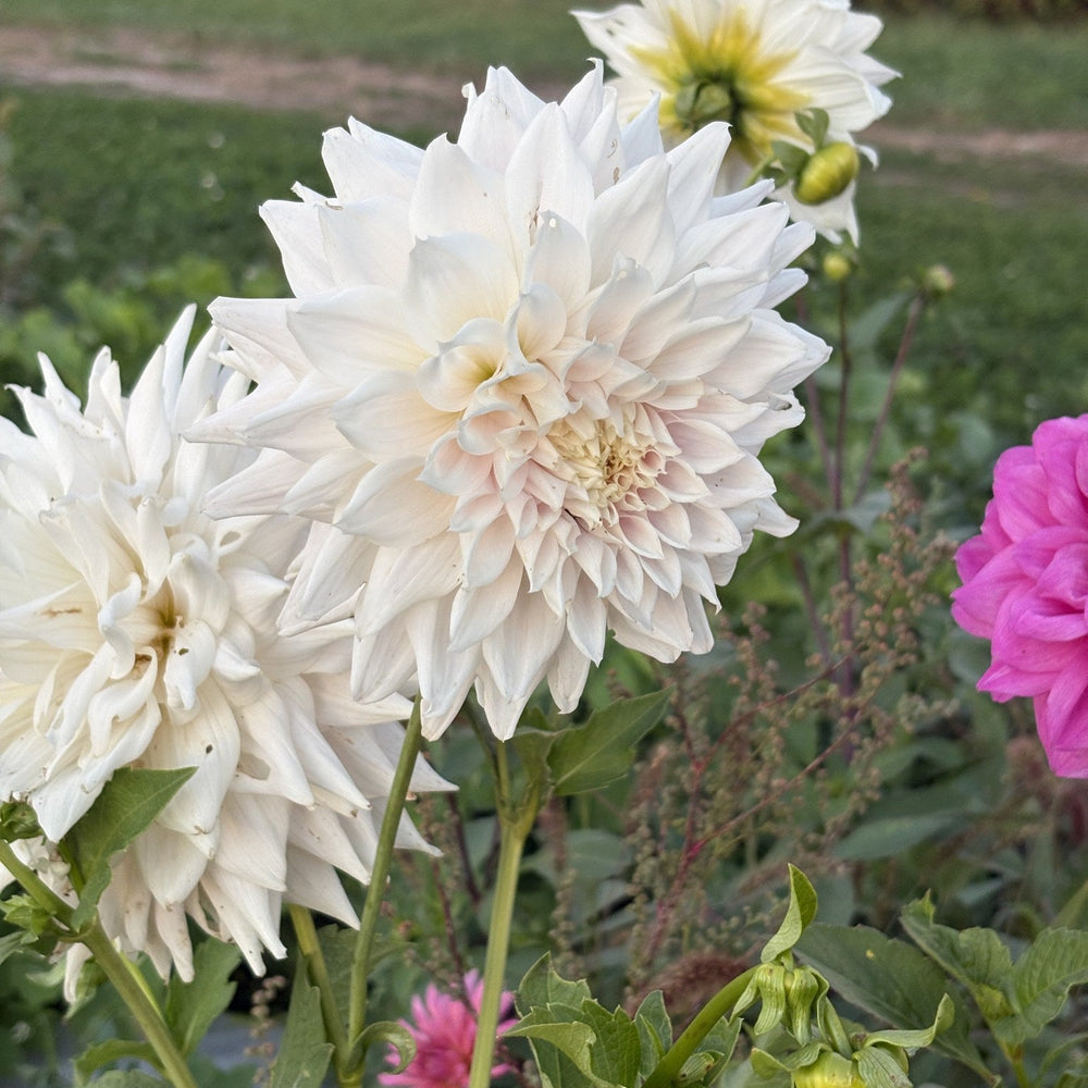 AC Yeti dahlia