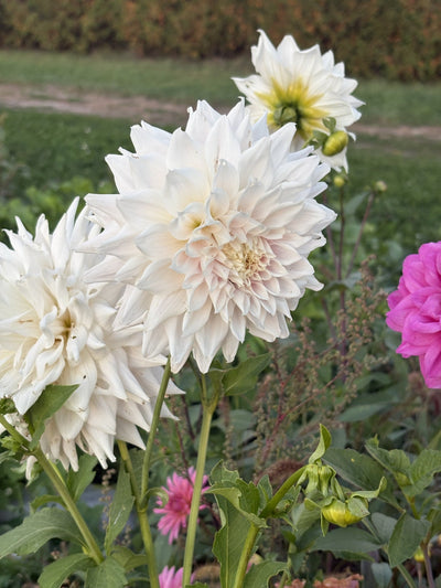 AC Yeti dahlia