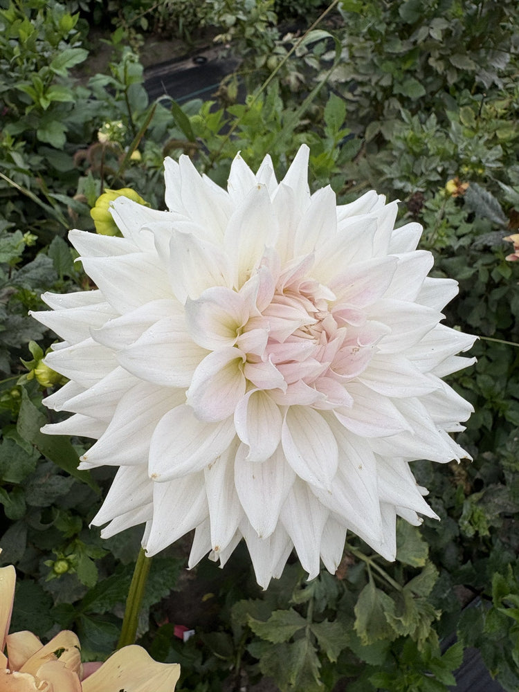 AC Yeti dahlia