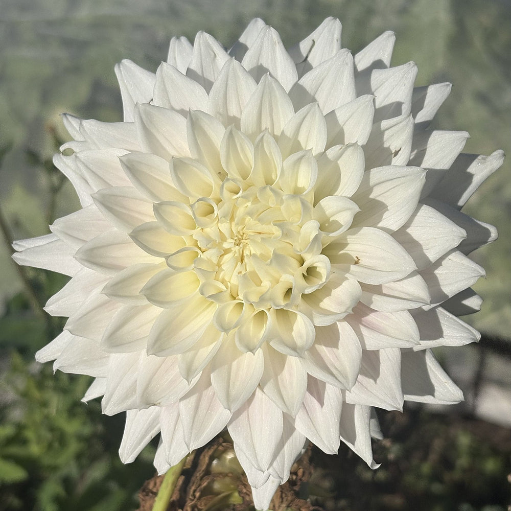 AC Yeti dahlia