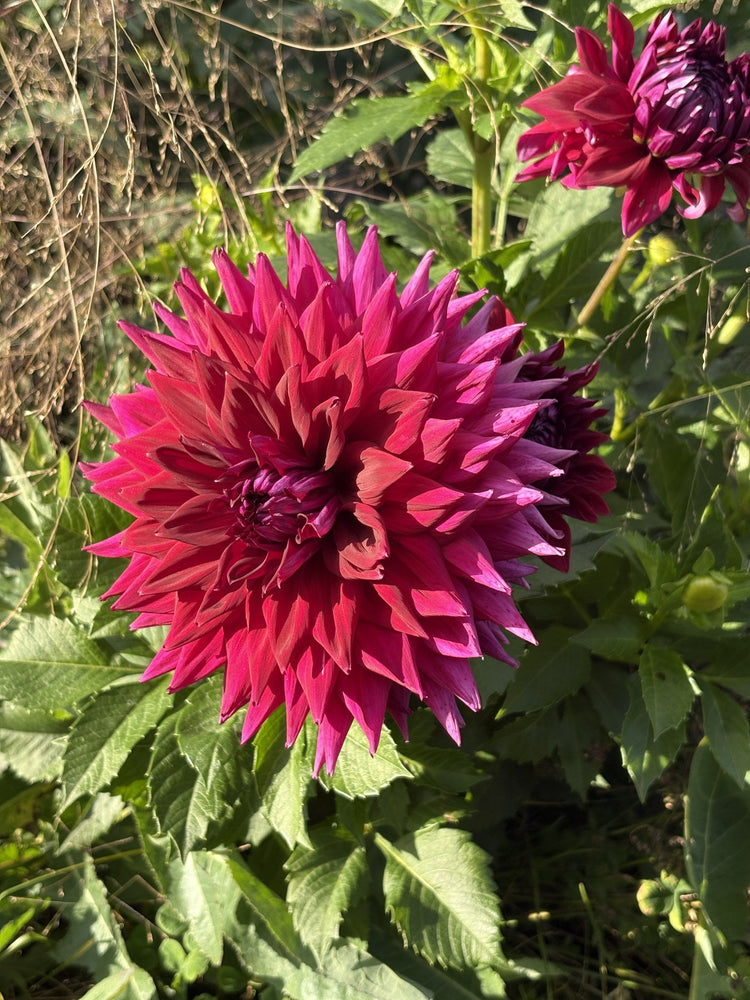 AC Zed dahlia