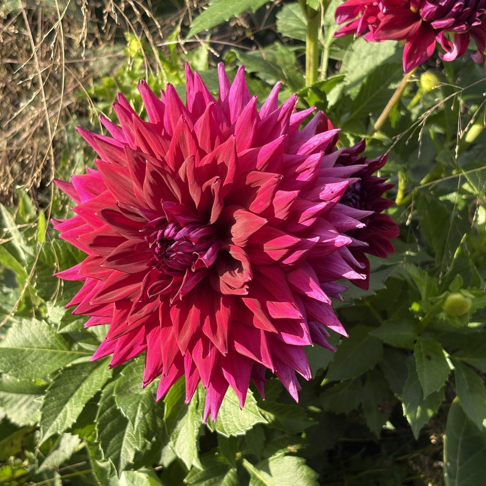 AC Zed dahlia