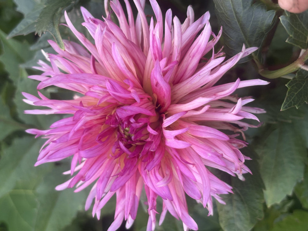 Agape Mike dahlia