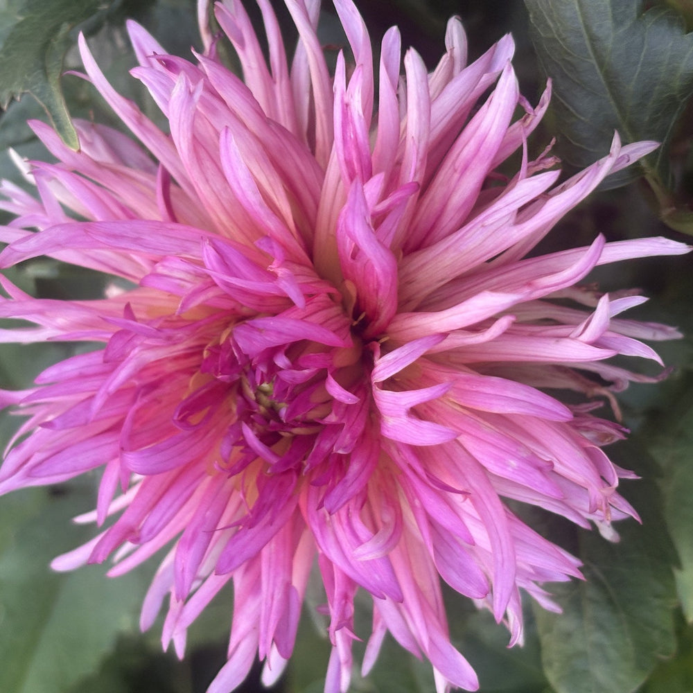 Agape Mike dahlia