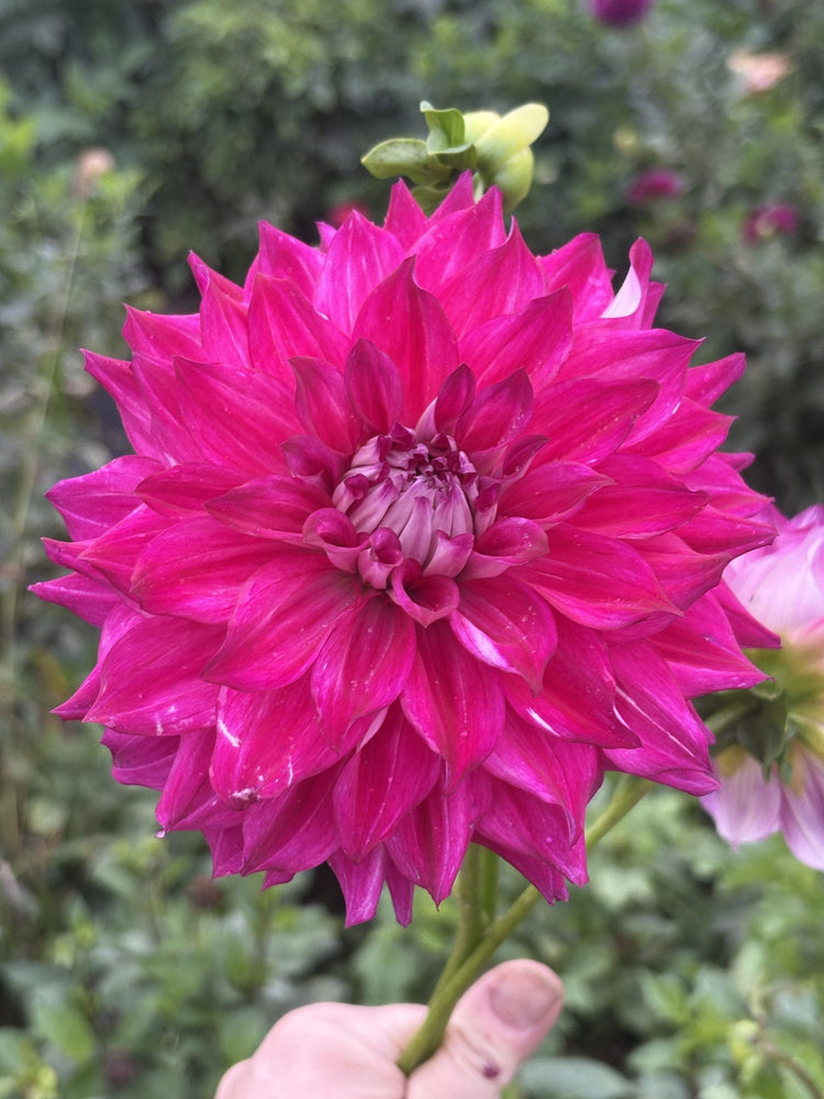 Allen's Bella dahlia