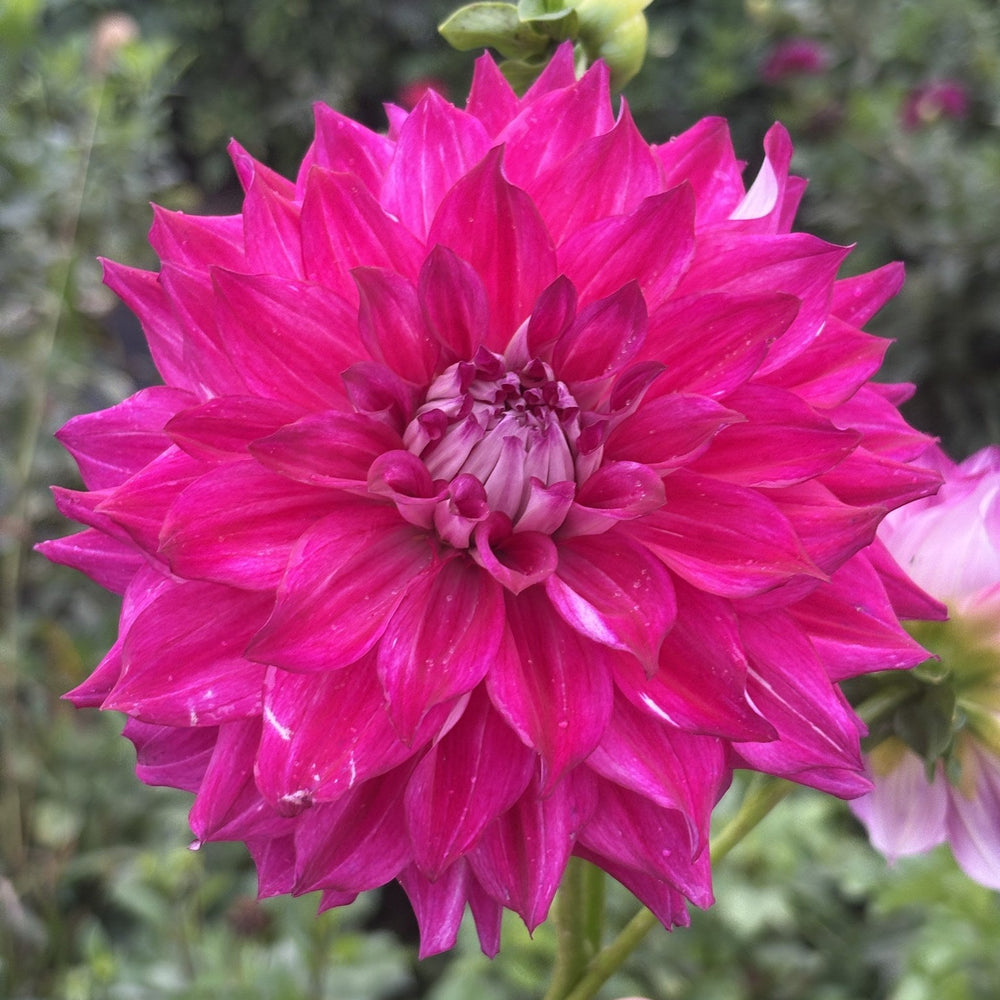 Allen's Bella dahlia