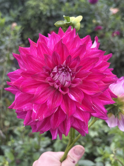 Allen's Bella dahlia