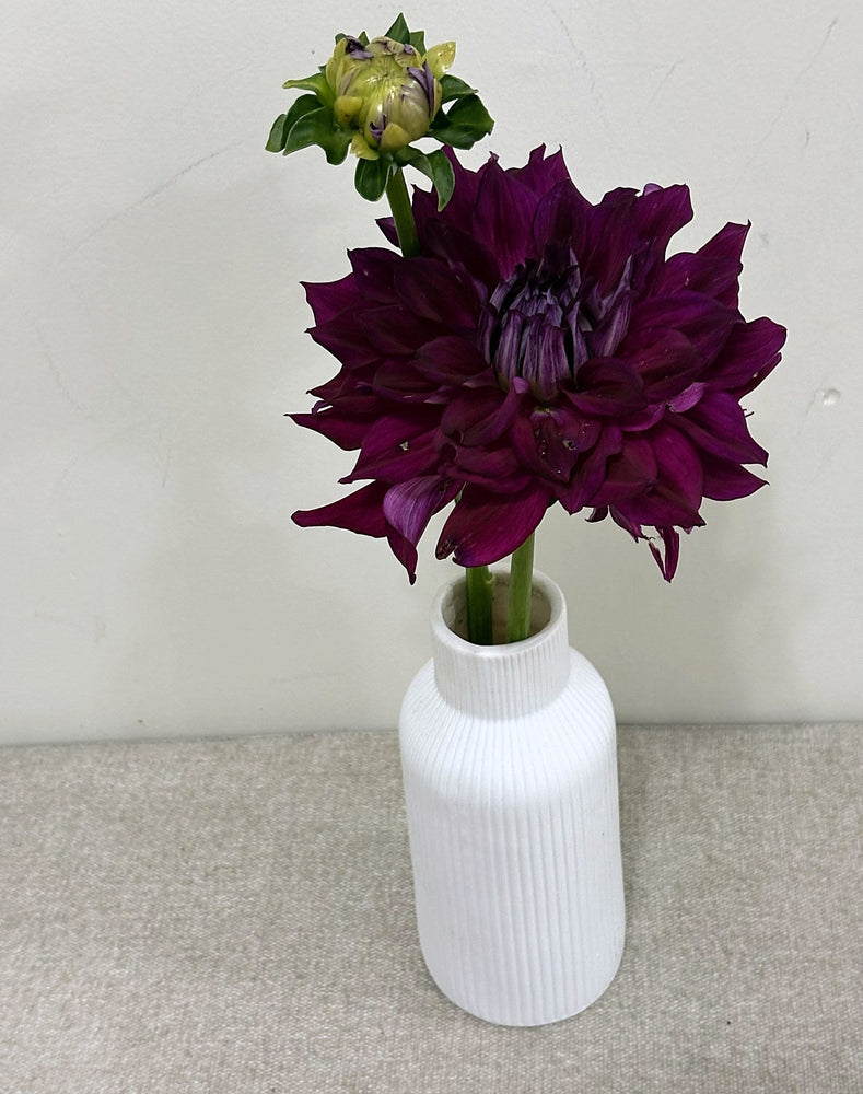 Allen's Bella dahlia