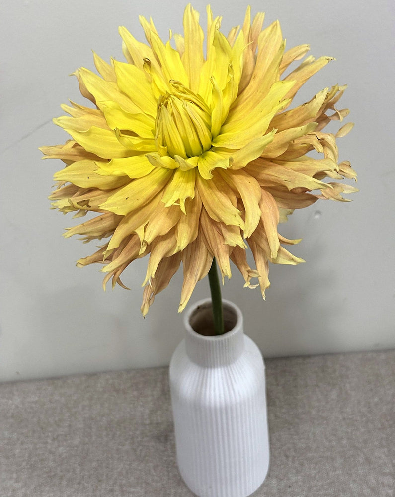 Allen's Golden Eye dahlia