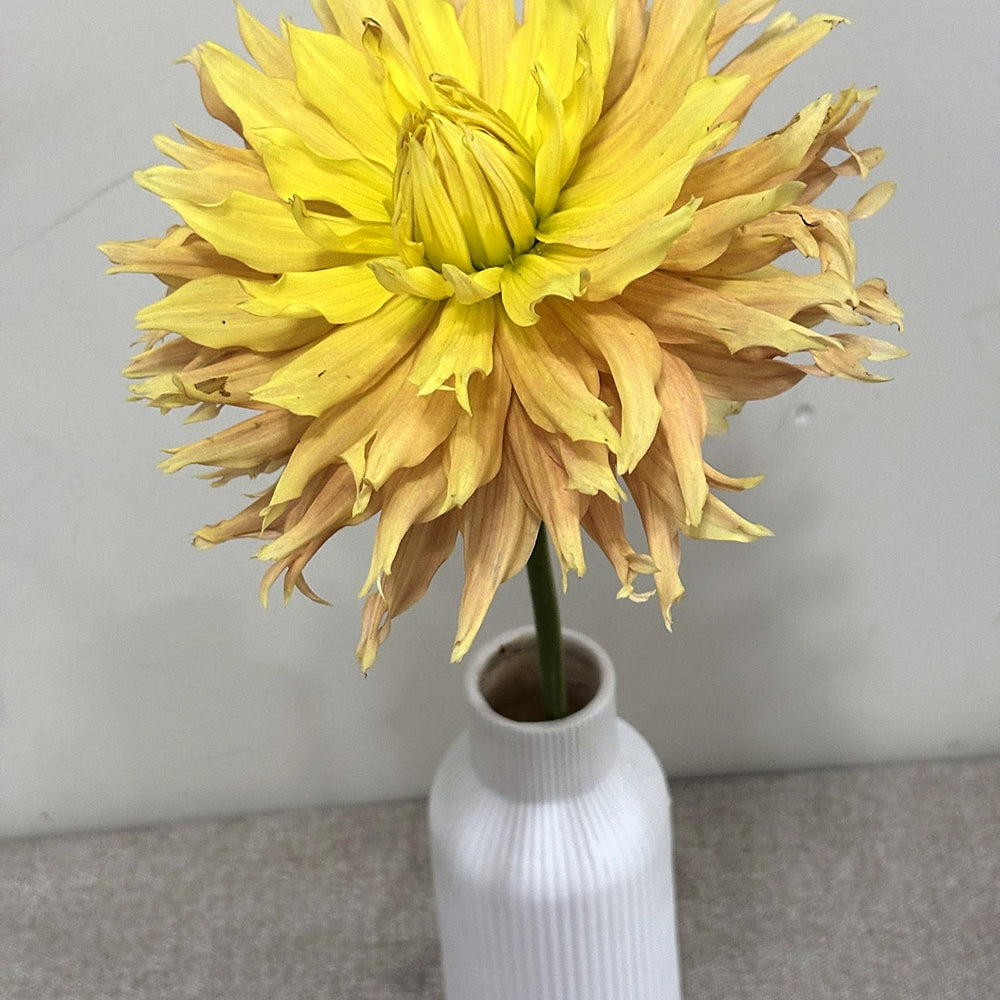Allen's Golden Eye dahlia