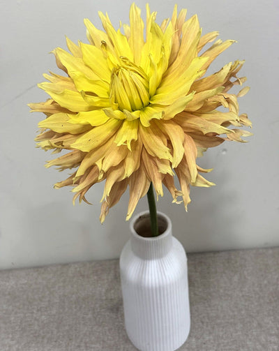 Allen's Golden Eye dahlia
