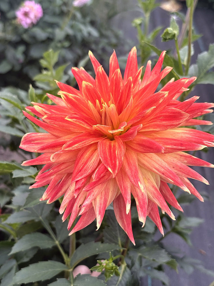 Allen's Sunlight dahlia