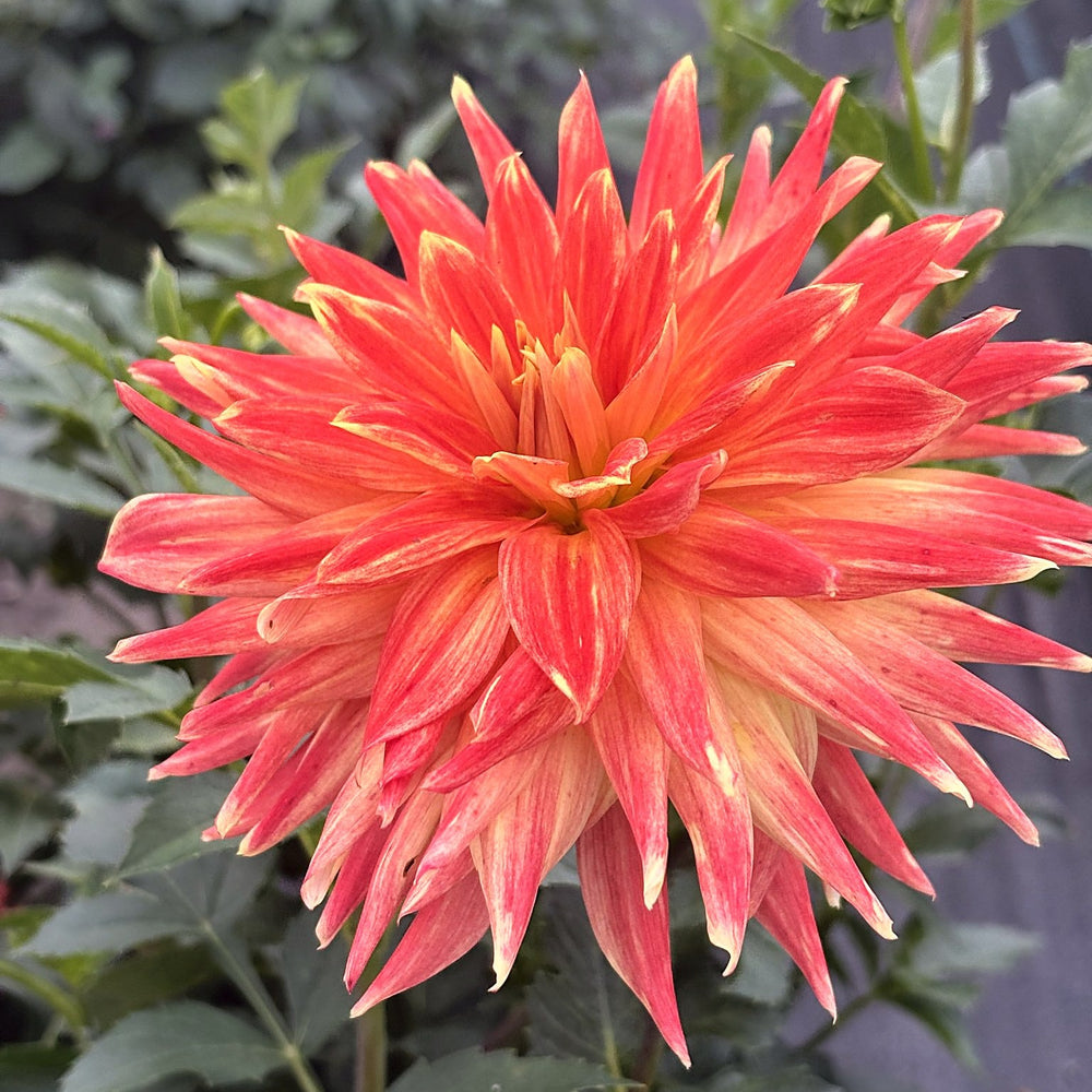 Allen's Sunlight dahlia