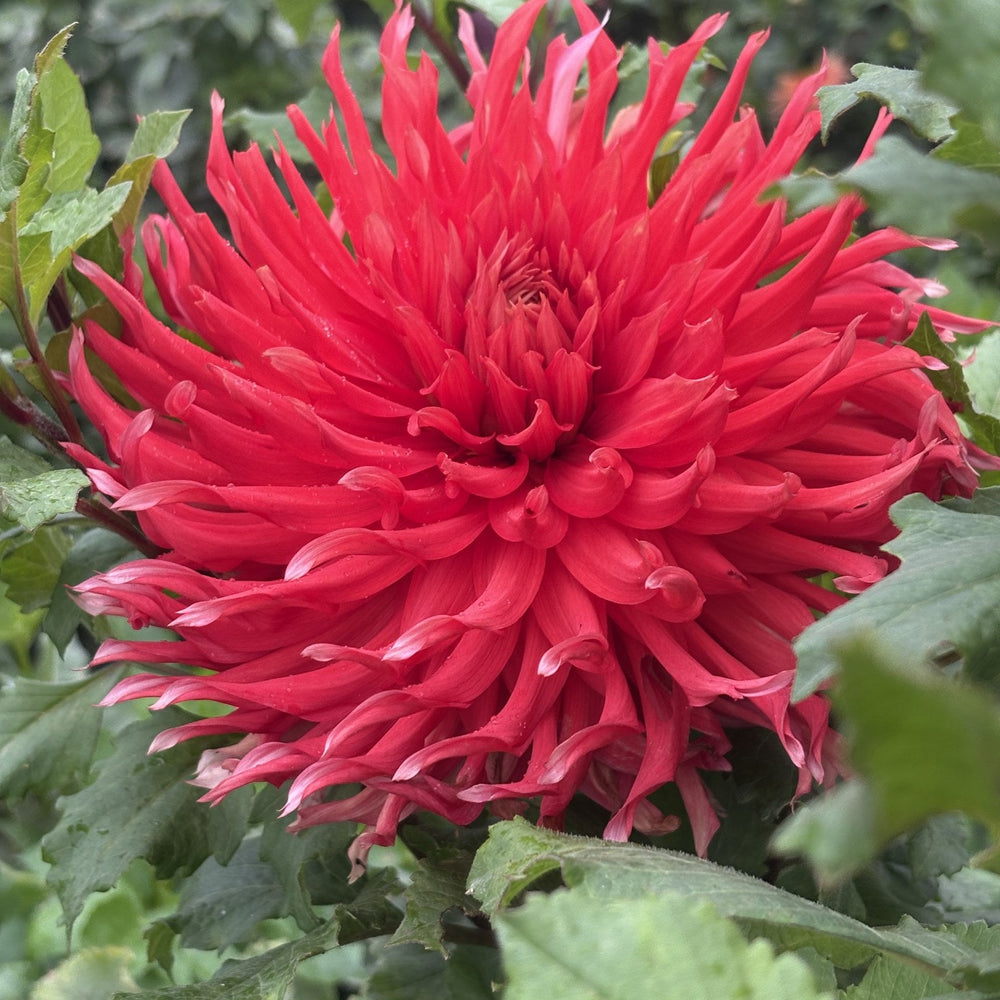 Allen's Tsunami dahlia
