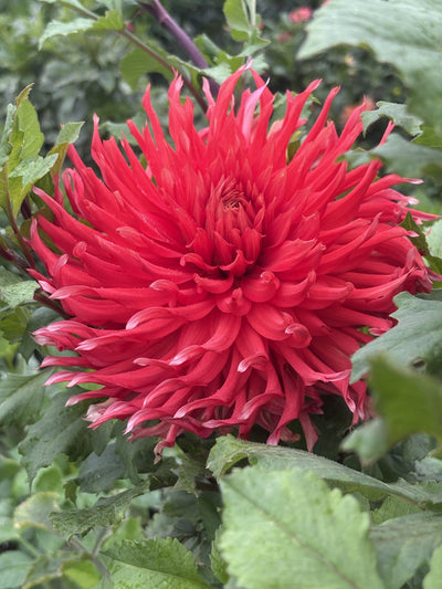 Allen's Tsunami dahlia