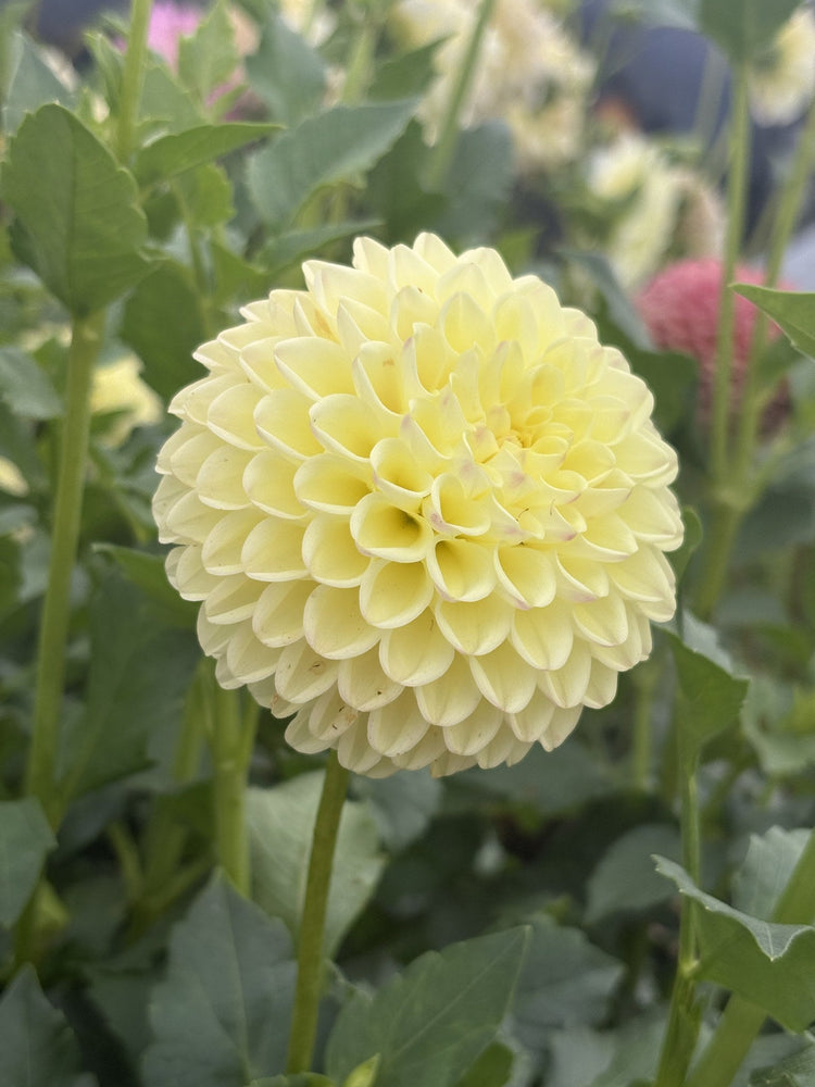 Alloway Cottage dahlia