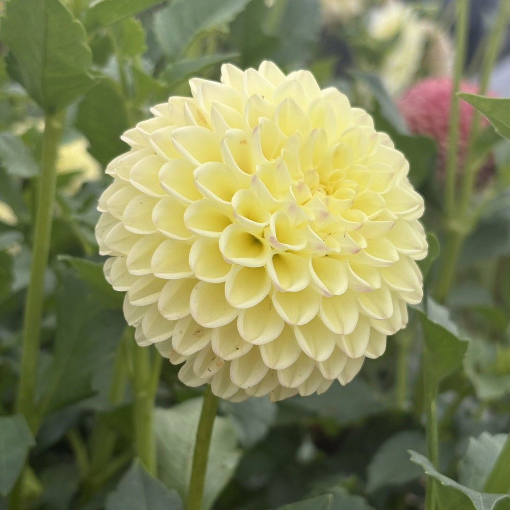 Alloway Cottage dahlia