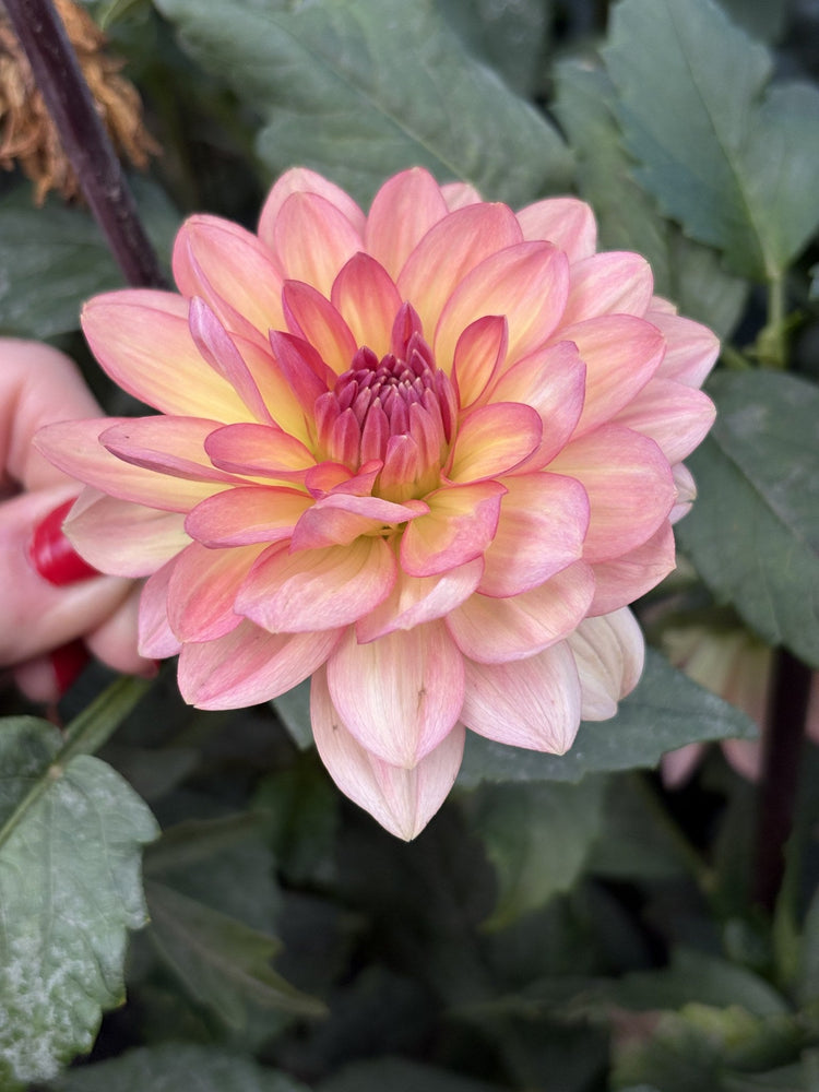 ALOA El Paso dahlia