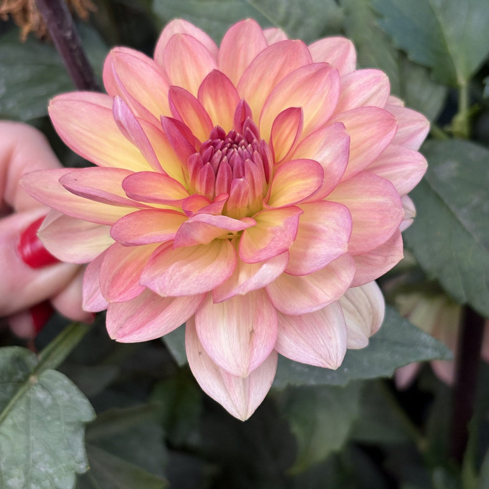 ALOA El Paso dahlia