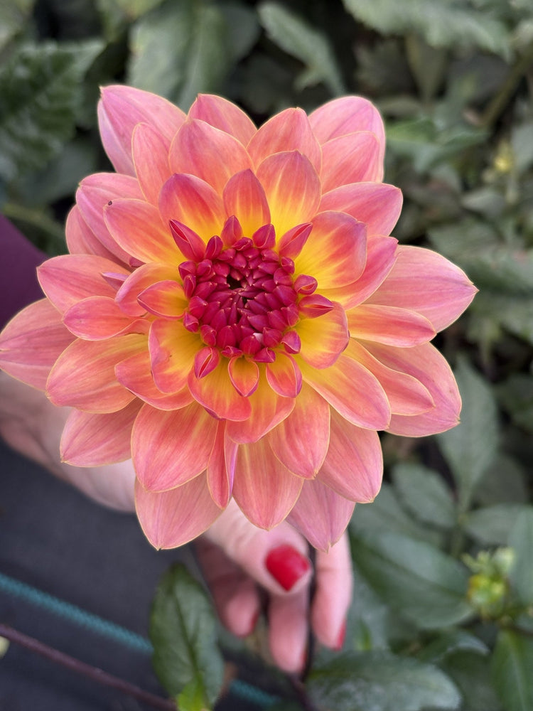 ALOA El Paso dahlia