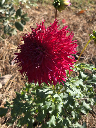 Always Mom dahlia grown by Petrolia Bloom Co. in Petrolia, Ontario