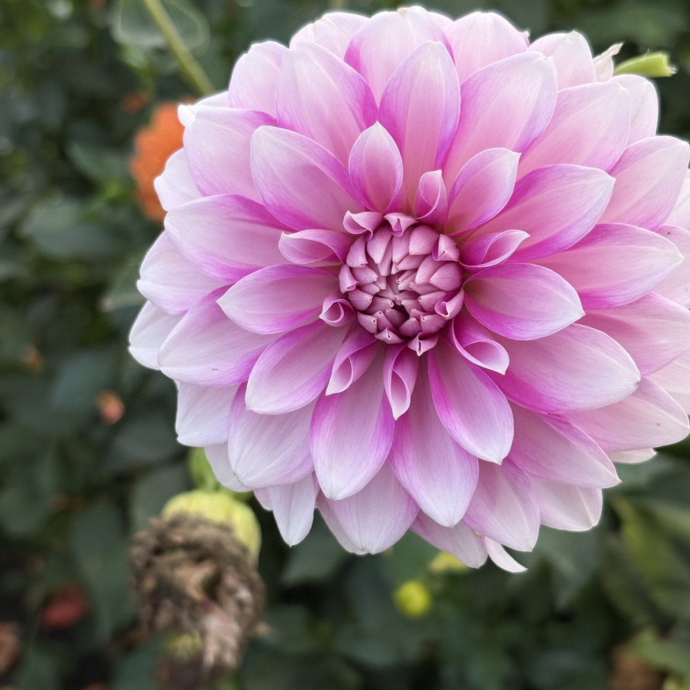 Amelia Bedelia dahlia
