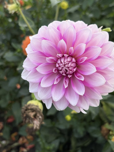 Amelia Bedelia dahlia