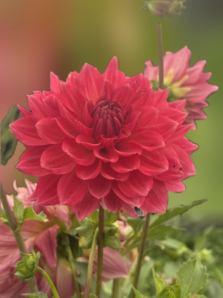 Amelia Jay dahlia