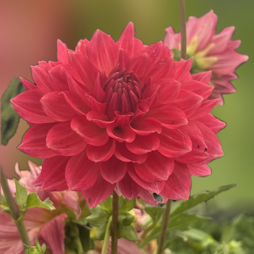 Amelia Jay dahlia