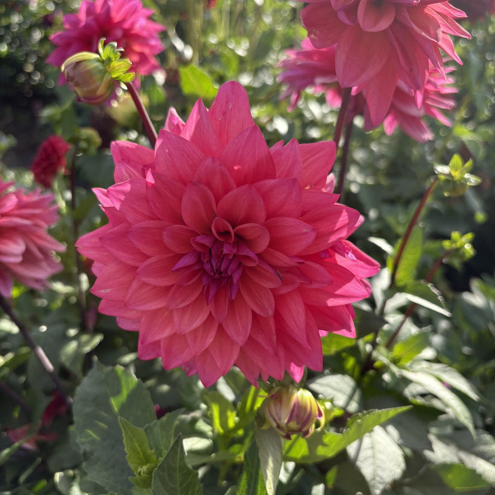 American Dawn dahlia