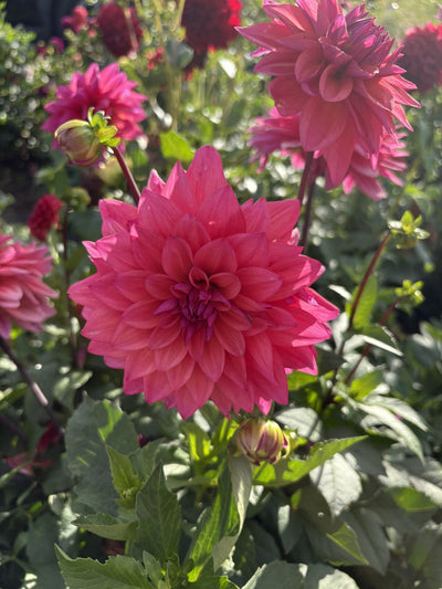American Dawn dahlia