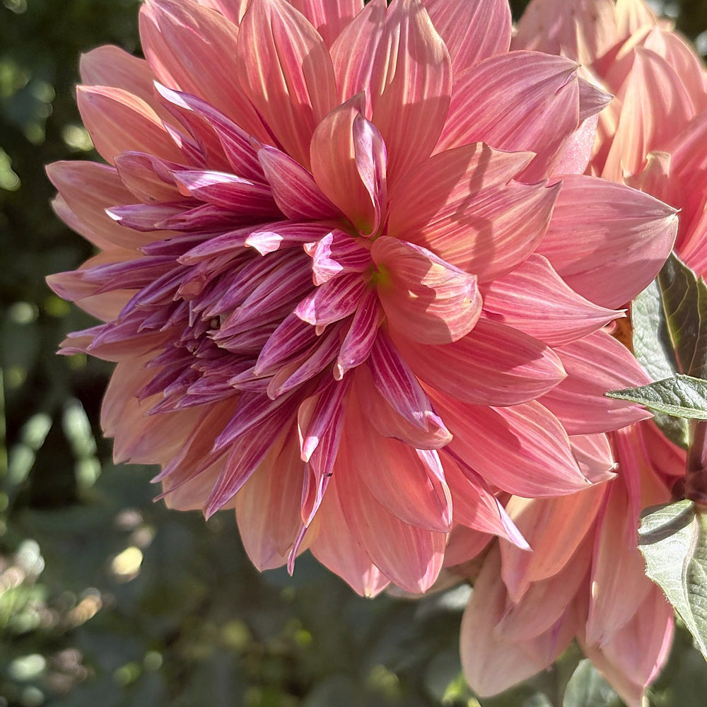 Andy's Legacy dahlia