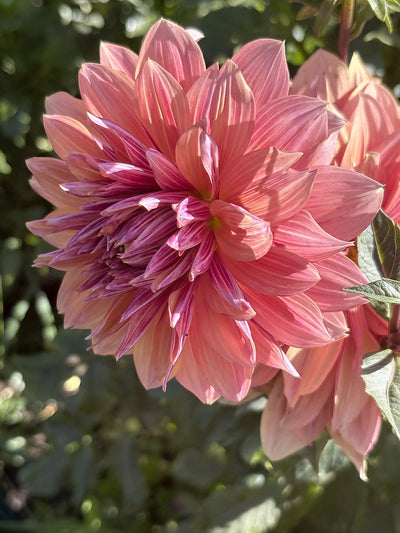 Andy's Legacy dahlia