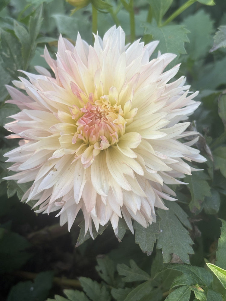 Annette dahlia
