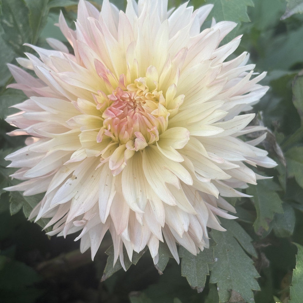 Annette dahlia