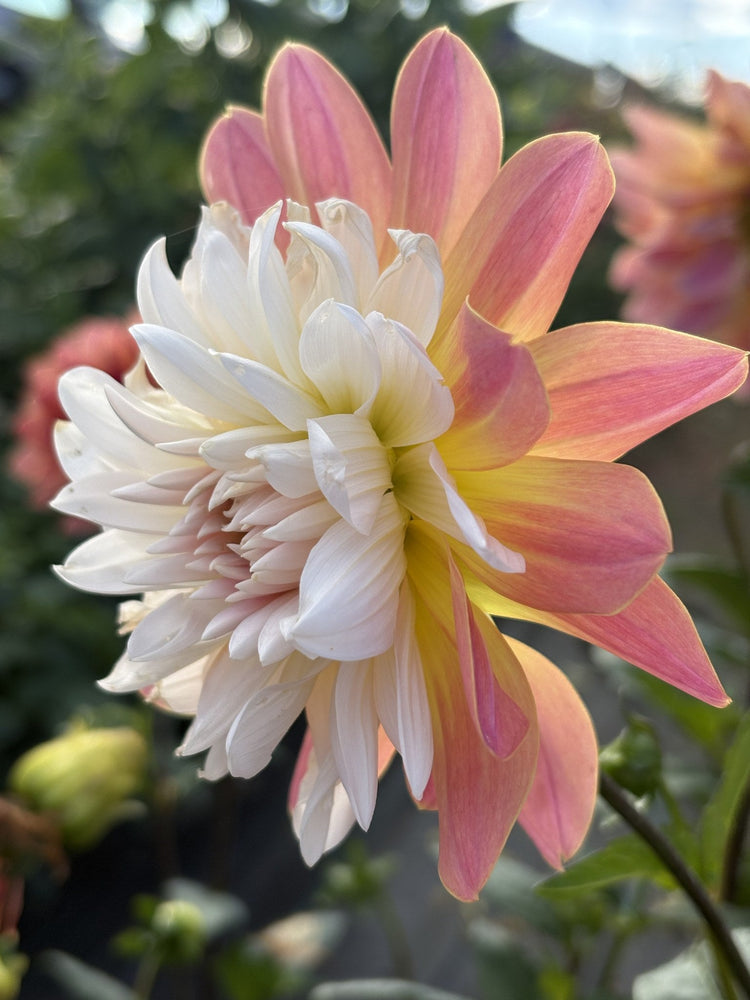 Annie Bananie dahlia