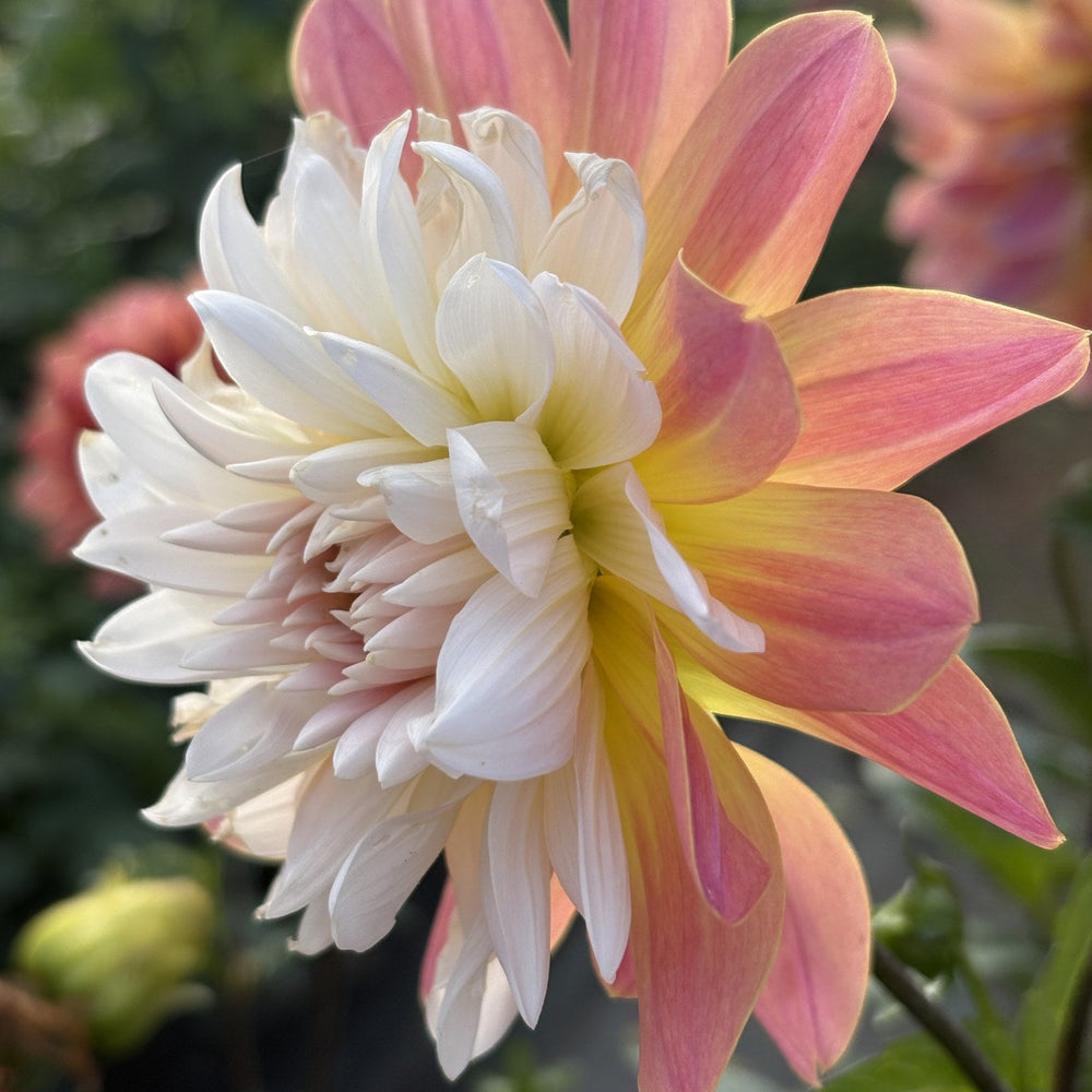 Annie Bananie dahlia