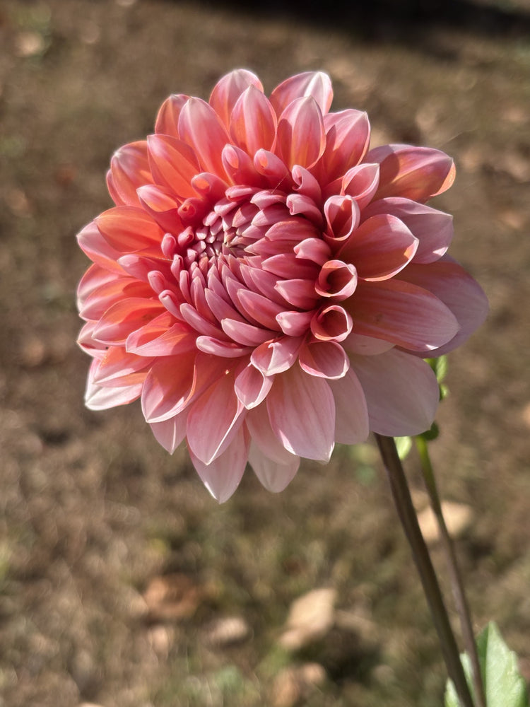 Appleblossom Double dahlia grown by Petrolia Bloom Co. in Petrolia, Ontario