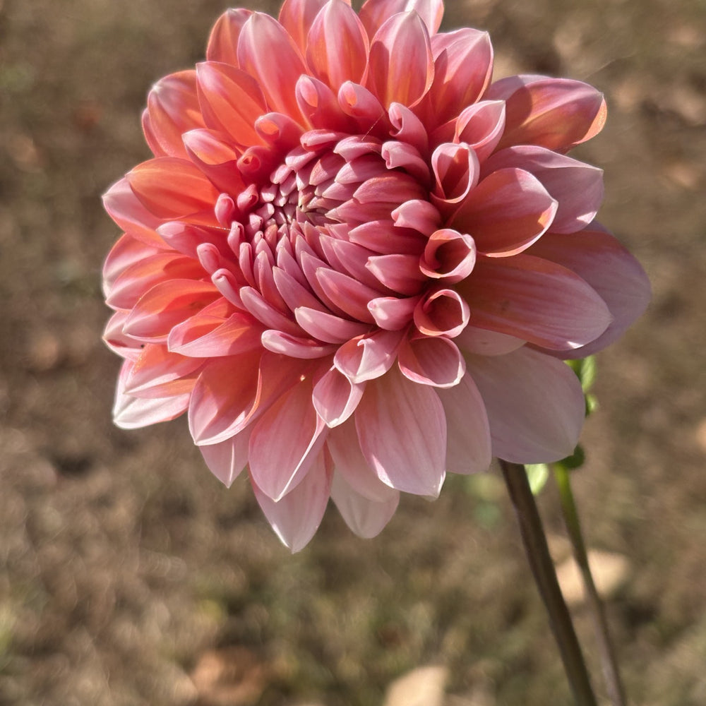 Appleblossom Double dahlia grown by Petrolia Bloom Co. in Petrolia, Ontario