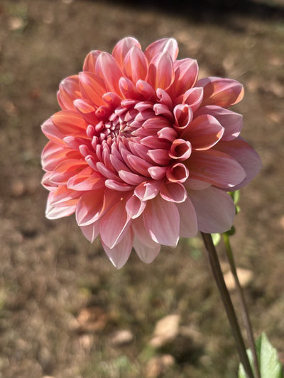 Appleblossom Double dahlia grown by Petrolia Bloom Co. in Petrolia, Ontario
