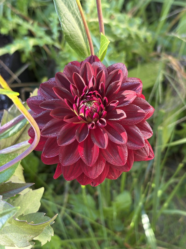Arabian Nights dahlia