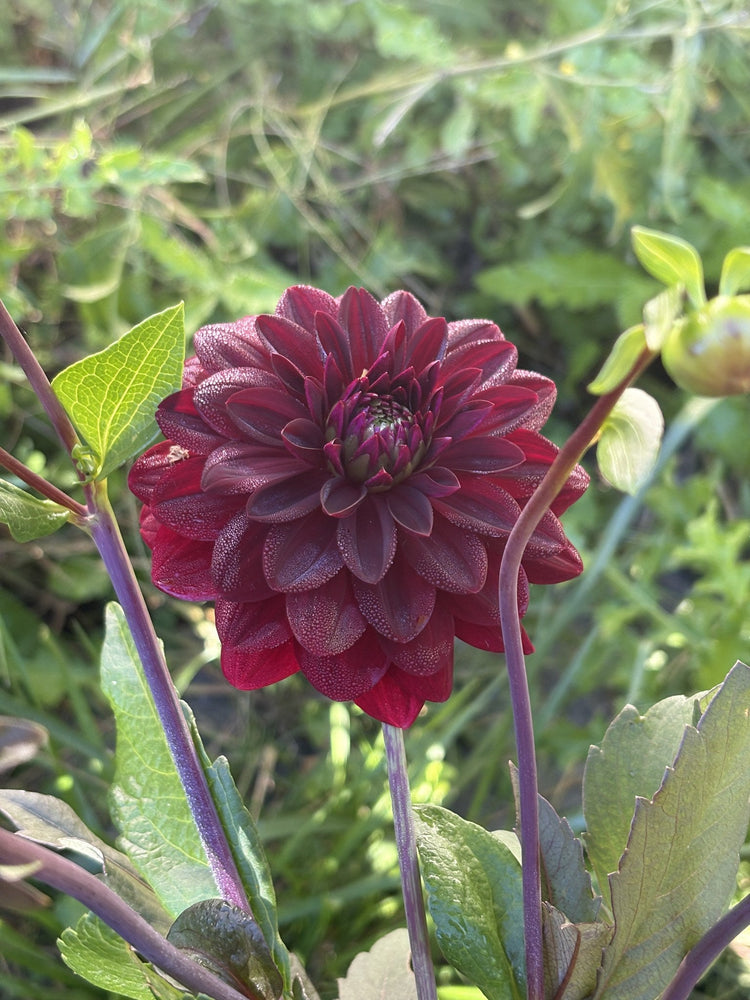 Arabian Nights dahlia