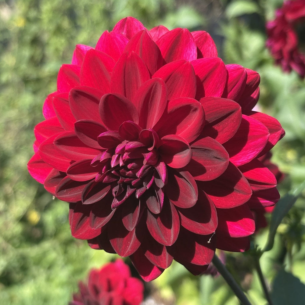 Arabian Nights dahlia