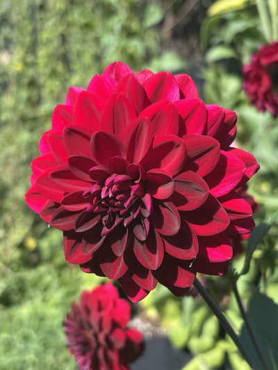 Arabian Nights dahlia