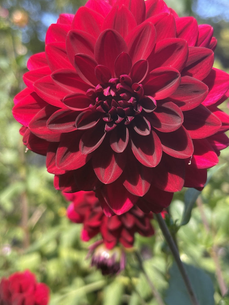 Arabian Nights dahlia